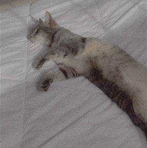 Meet your Posher, Ella